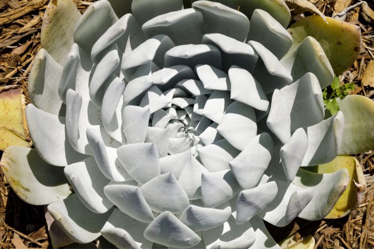 dudleya succulents 101: a visual tour of 52 different varieties