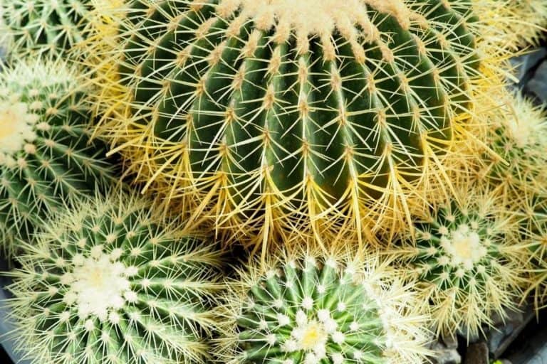 10 types of echinocactus cacti [with pictures]