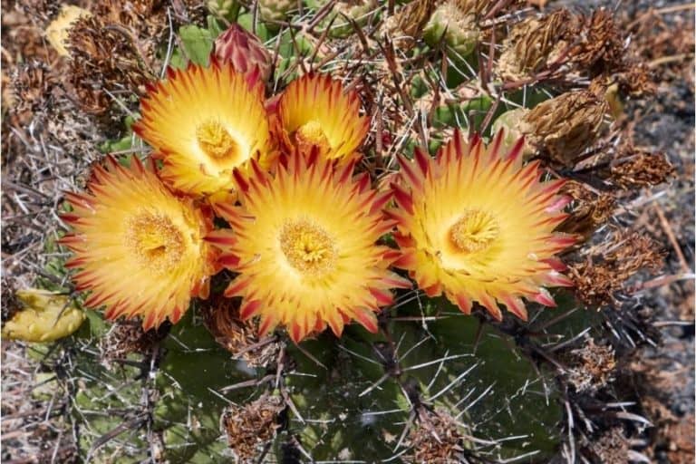 44 types of ferocactus: care and propagation guide
