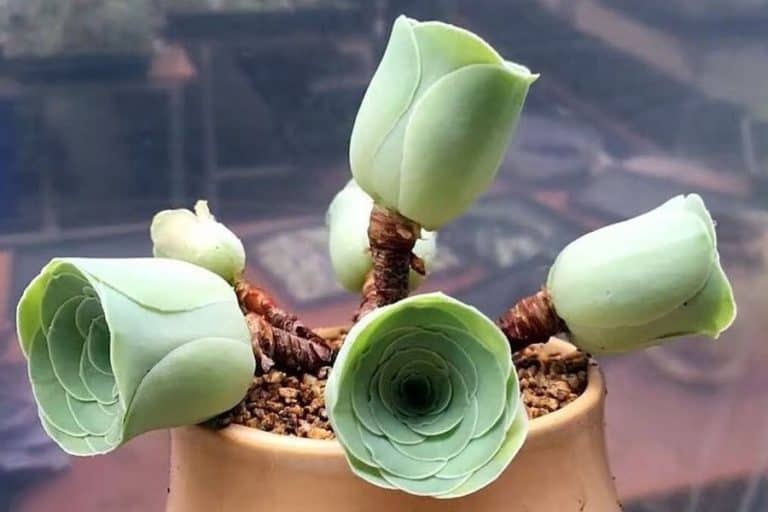 5 types of greenovia succulents [with pictures]