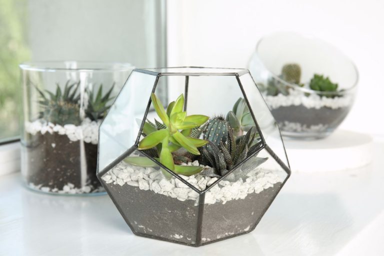 planting succulents in glass: a straightforward guide