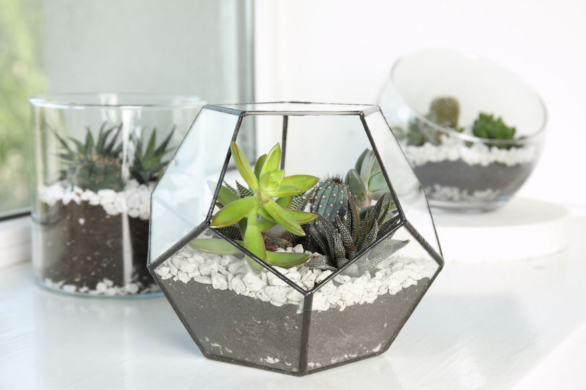 how to plant succulents in glass containers