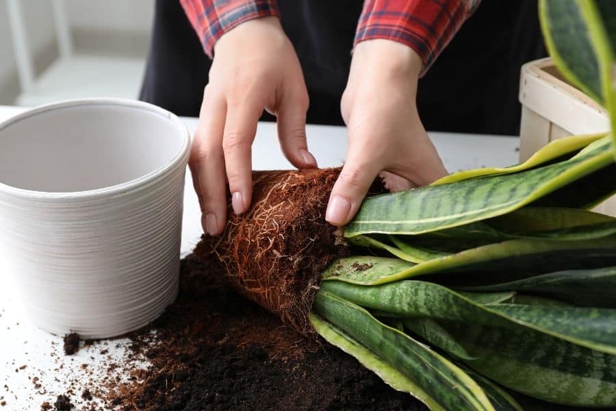 how to separate snake plant