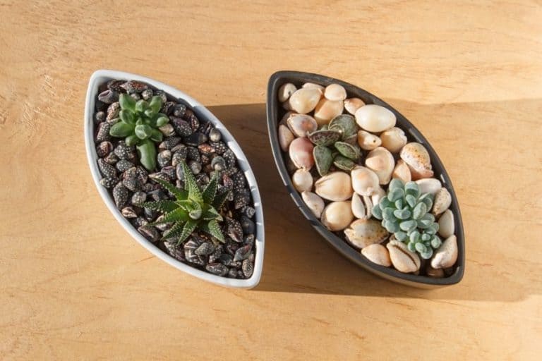 indoor succulent garden ideas