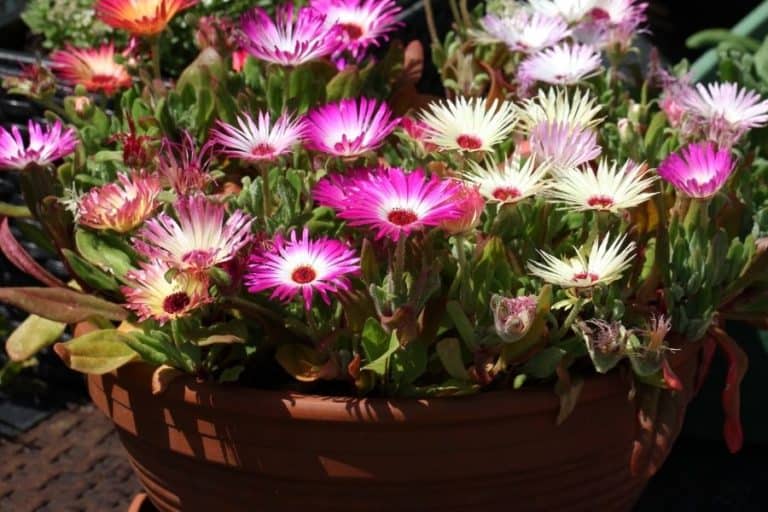 82 types of mesembryanthemum: care and propagation guide