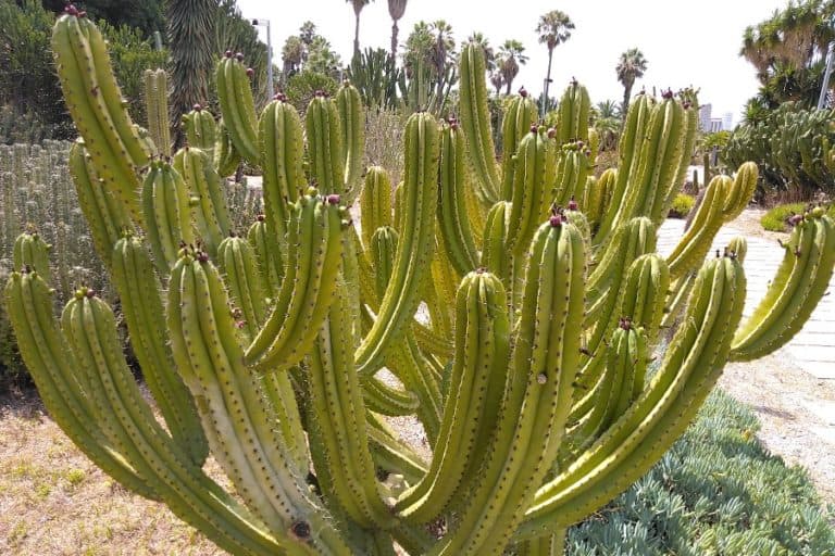 4 types of myrtillocactus cacti [with pictures]