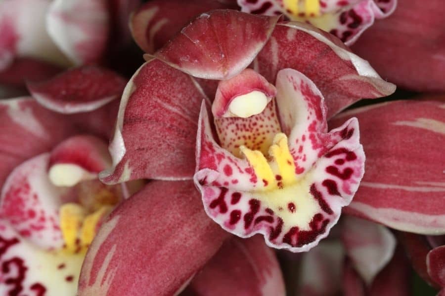 orchid growing myths