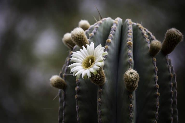 14 Types of Pachycereus: Care and Propagation Guide