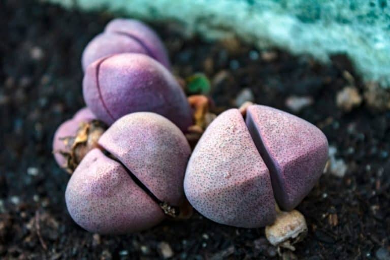 9 types of pleiospilos succulents [with pictures]