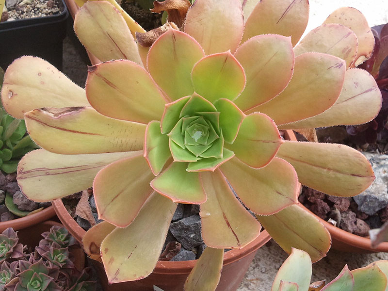 Aeonium arboreum var. rubrolineatum bramwellii