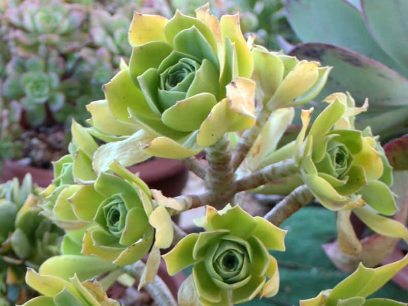 aeonium balsamiferum alloe.