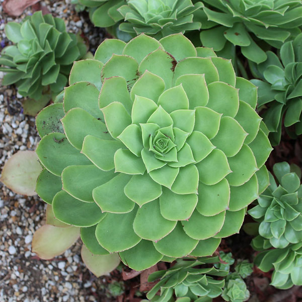 Aeonium canariense var. palmense alloe.