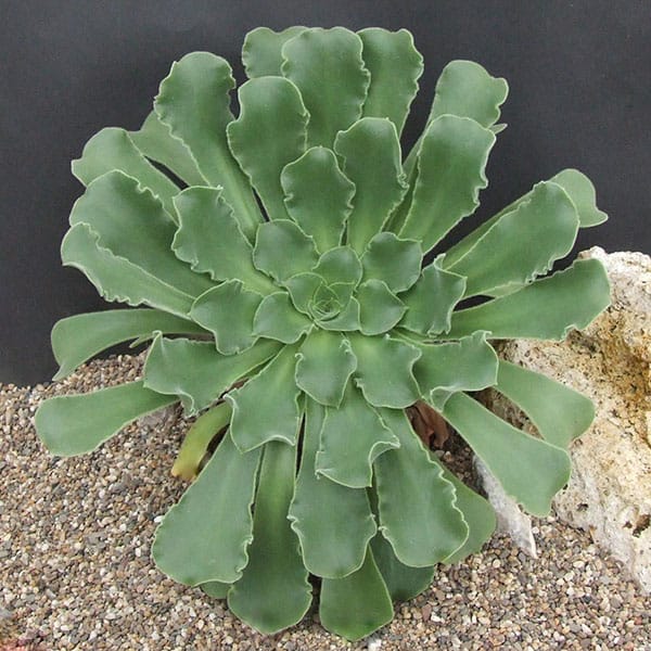 Aeonium canariense var. subplanum Grootscholten