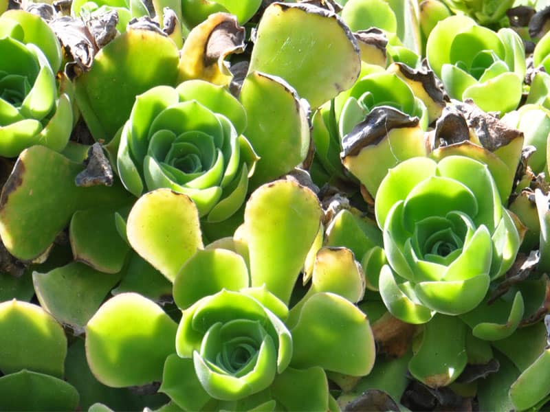 aeonium canariense var. virgineum moullec