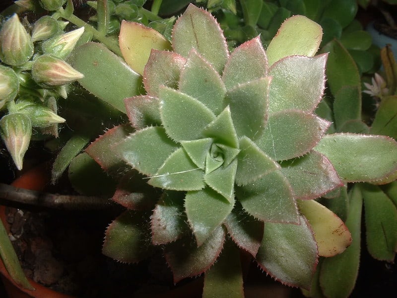 Aeonium castellodecorum bramwellii