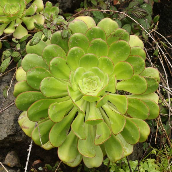 Aeonium ciliatum Liz21UK