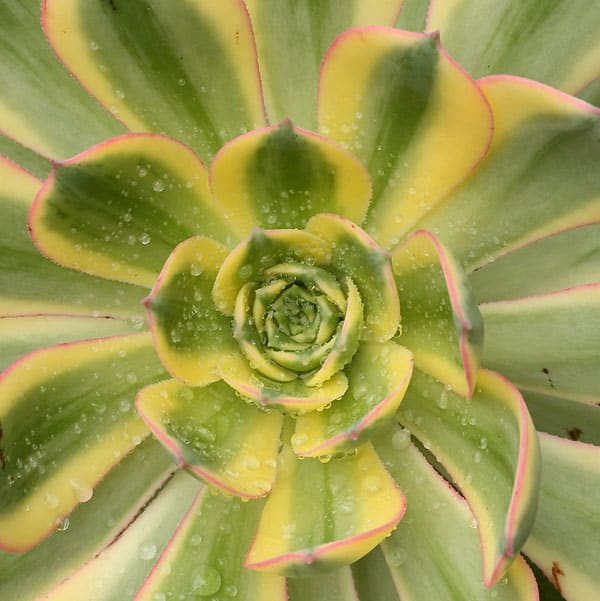 aeonium cv sunburst liz21uk