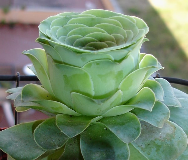 Aeonium diplocyclum alloe.