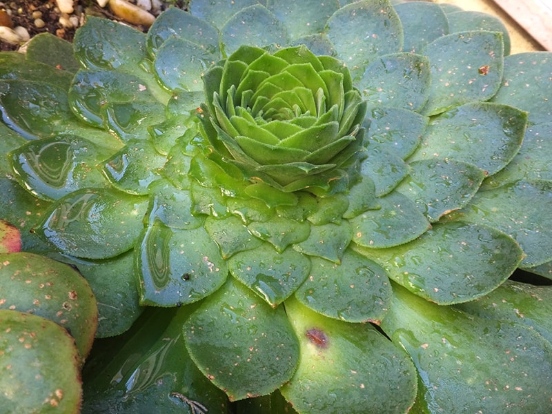 aeonium glandulosum coelho