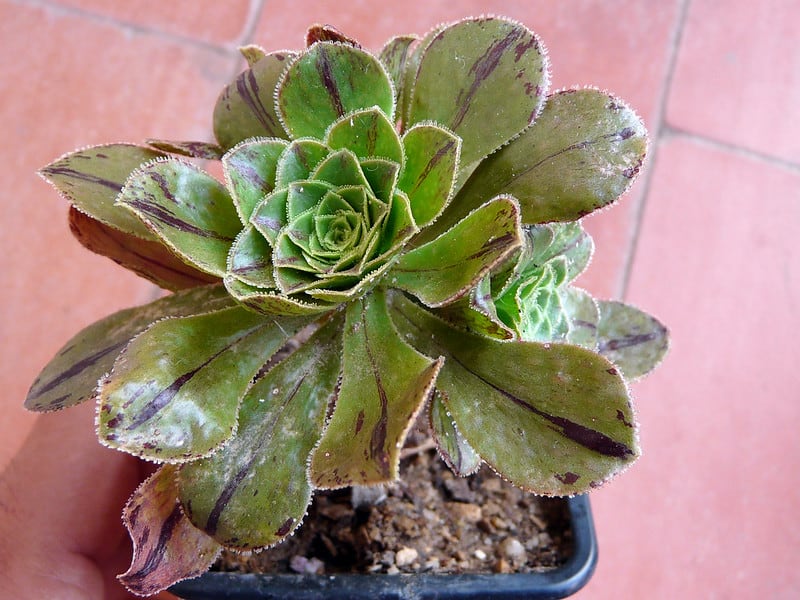 aeonium holospathulatum