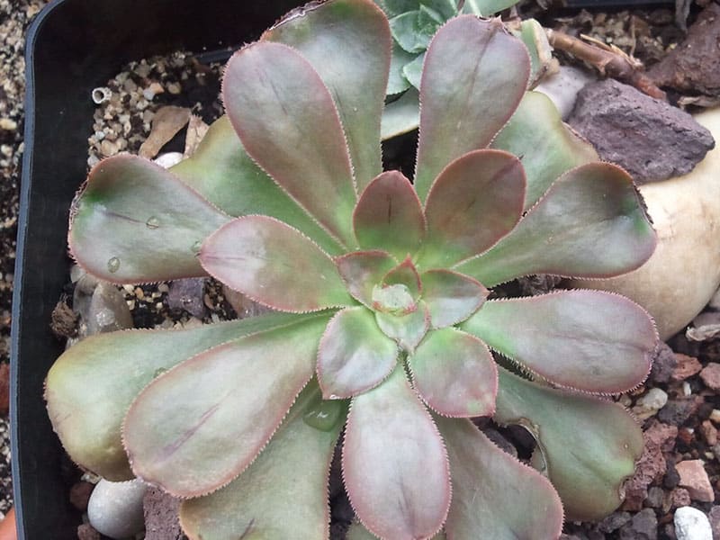 Aeonium korneliuslemsii bramwellii