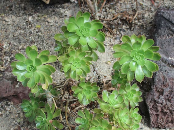 aeonium laxiflorum ruud de block