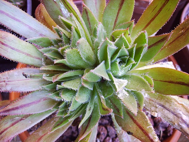 aeonium lidii bramwellii