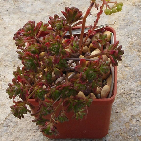 aeonium loartei alloe.