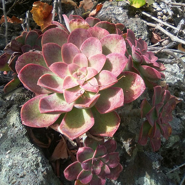 Aeonium nobile Sanchez