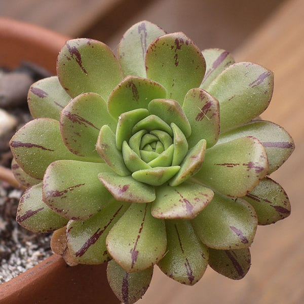 aeonium occidentale lichtenstein