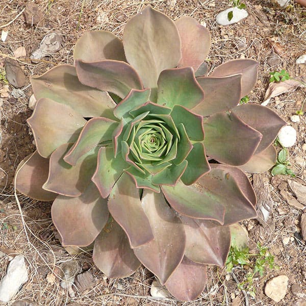 Aeonium robustum