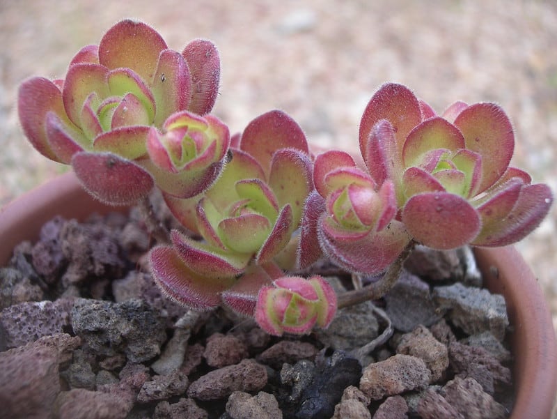 Aeonium saundersii Lichtenstein