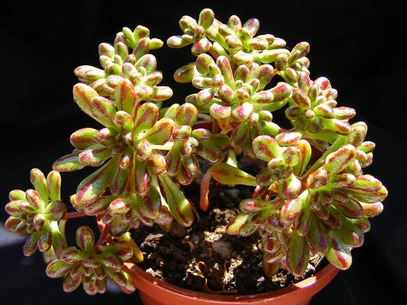 aeonium sedifolium banu