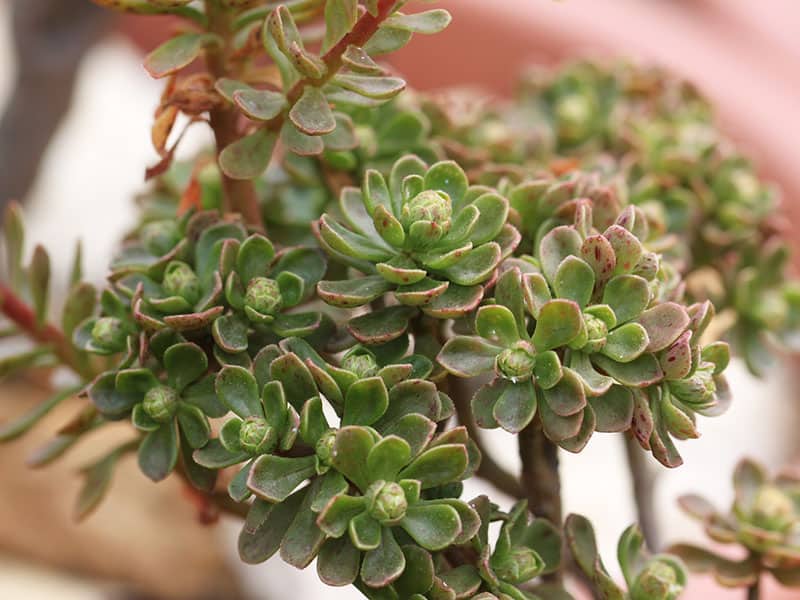 Aeonium spathulatum alloe.