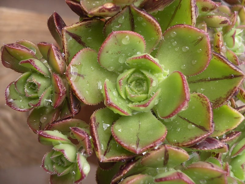 58 Stunning Aeonium Varieties [With Pictures] - Succulent Alley