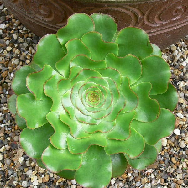 Aeonium undulatum Peter