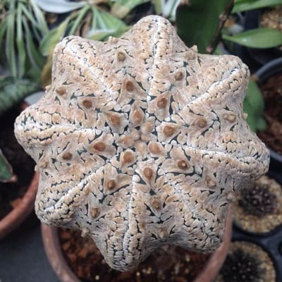 astrophytum asterias cv. superkabuto star v type