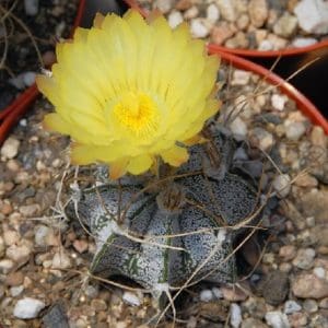 111 Types Of Astrophytum Cacti (With Pictures) | Succulent Alley