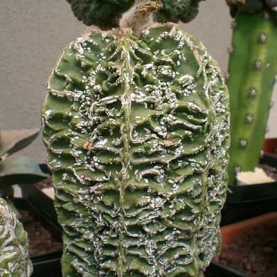 astrophytum myriostigma cv. hanakago