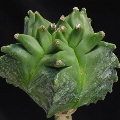 astrophytum myriostigma cv. kikko nudum