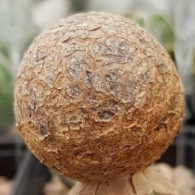 astrophytum myriostigma cv. onzuka blind form