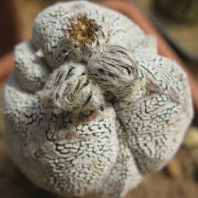 astrophytum myriostigma cv. onzuka fukuryu tricostatum