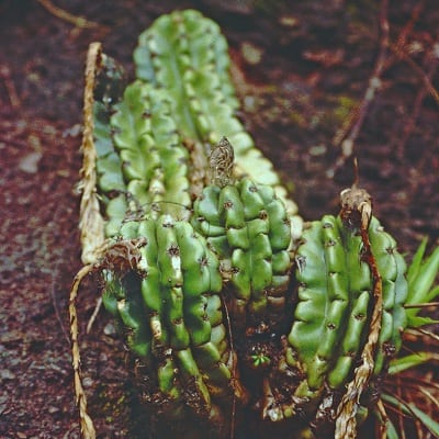 echinopsis bridgesii subsp. yungasensis