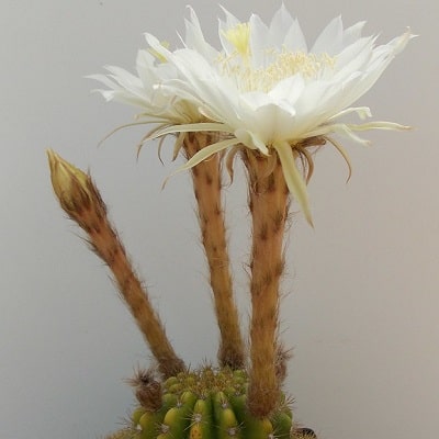 echinopsis calochlora