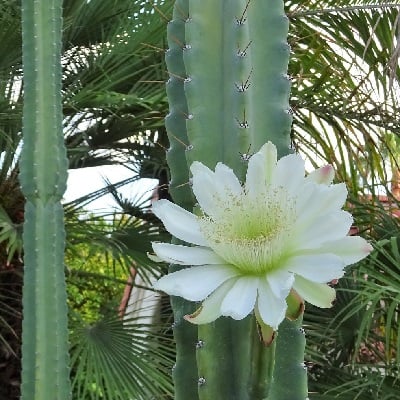 echinopsis peruviana