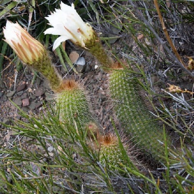 echinopsis strigosa