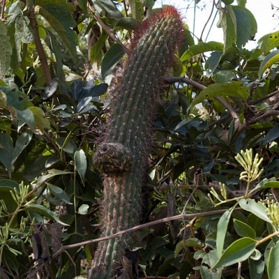echinopsis vasquezii