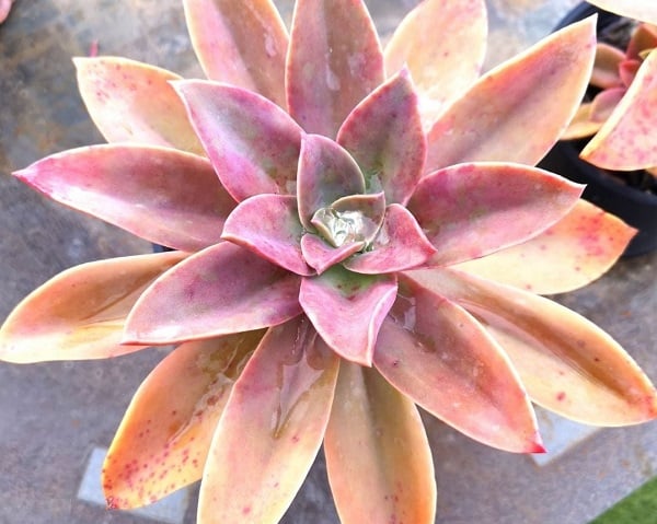 graptoveria fred ives 1