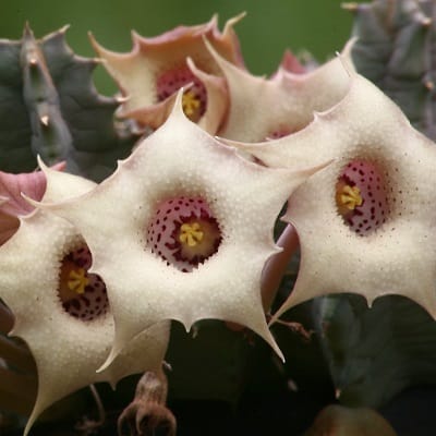 huernia blyderiverensis