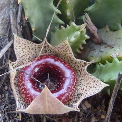 huernia guttata